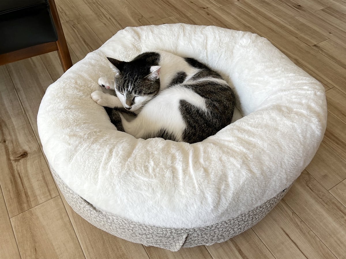 カークランドシグネチャー　ペットベッド　NEST（コストコのイタグレホイホイ）　ベッドで丸くなる猫様