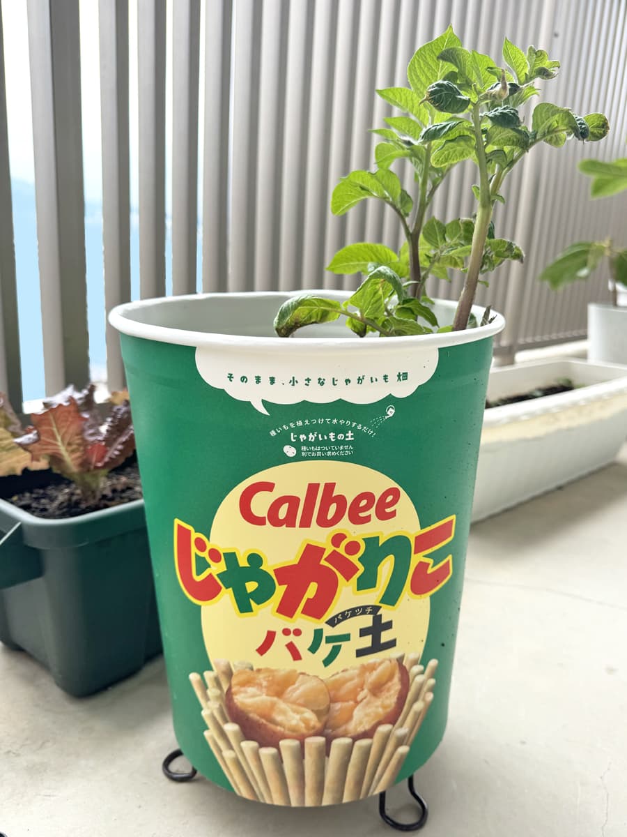 バケ土収穫