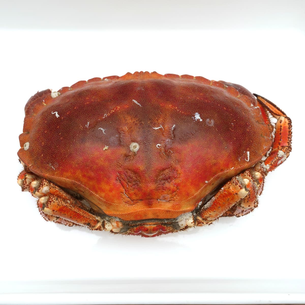 アイルランド産 ブラウンクラブ 開封