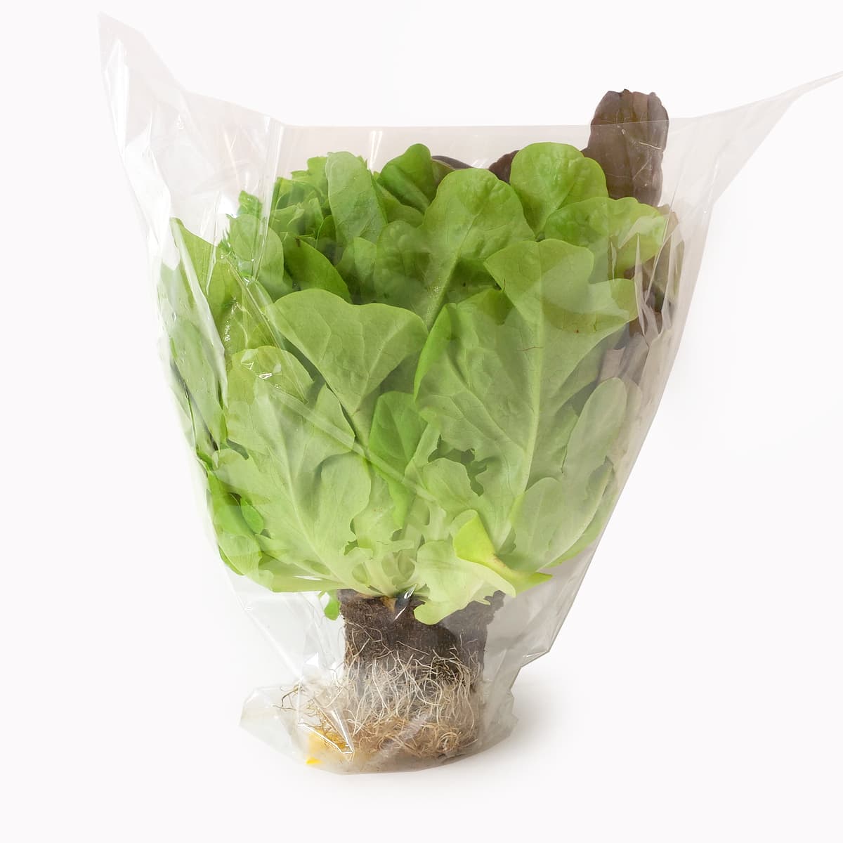 天然水のサラダ　根付きリーフレタス3種　1株