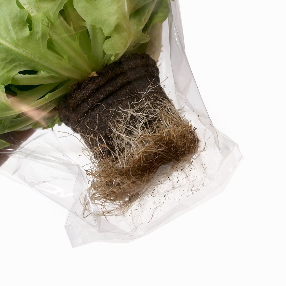 天然水のサラダ　根付きリーフレタス3種　根っこのアップ