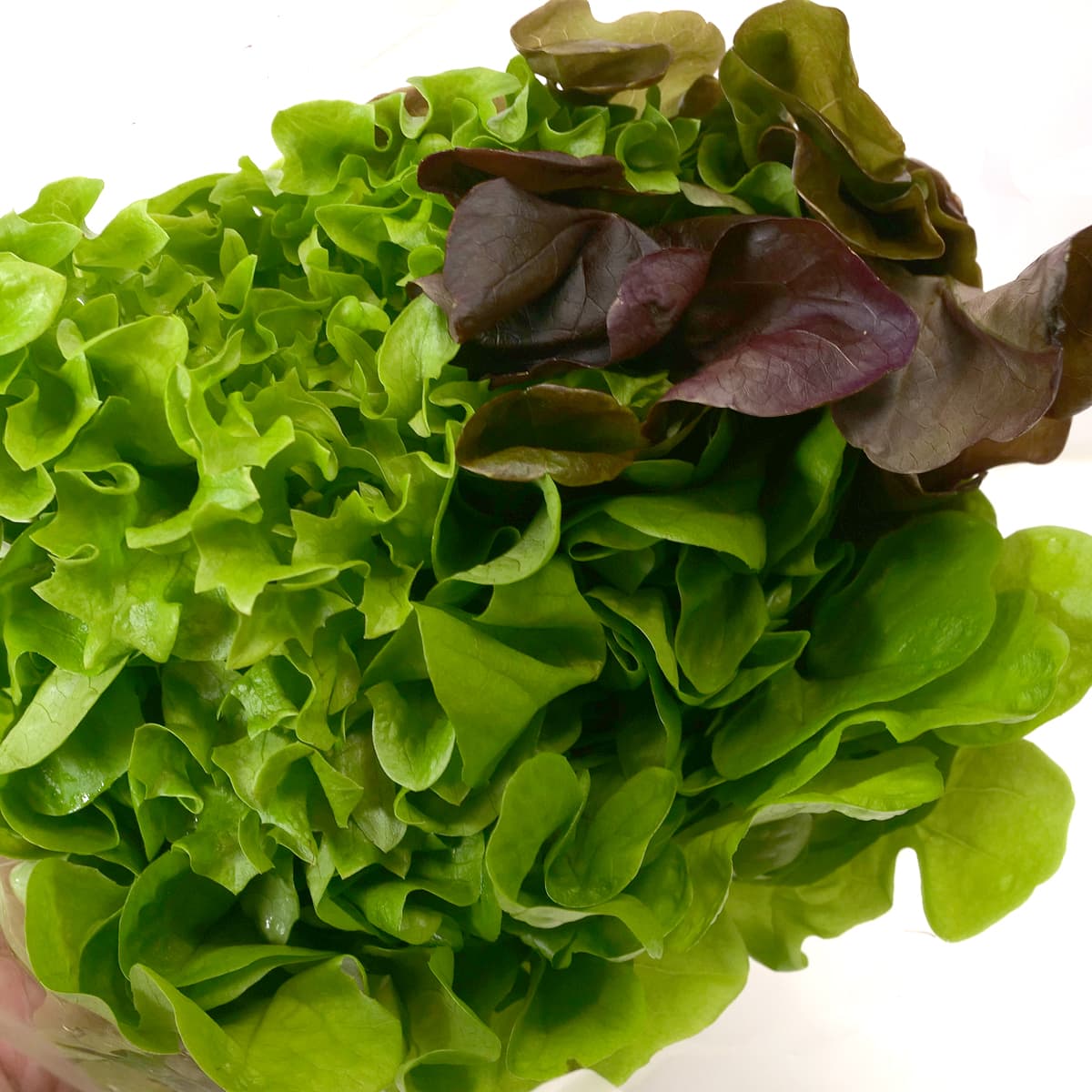 天然水のサラダ　根付きリーフレタス3種　3種のレタス